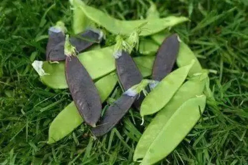 Snow peas- Blend, Yellow, Green, Purple Pods -Beautiful ! - Caribbean garden seed