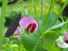 Snow peas- Blend, Yellow, Green, Purple Pods -Beautiful ! - Caribbean garden seed