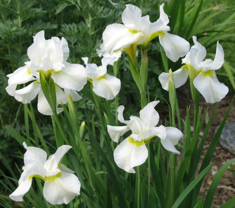 SNOW QUEEN Siberian iris ('Bareroot) ,Perennial FLOWERS - Caribbean garden seed