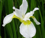 SNOW QUEEN Siberian iris ('Bareroot) ,Perennial FLOWERS - Caribbean garden seed