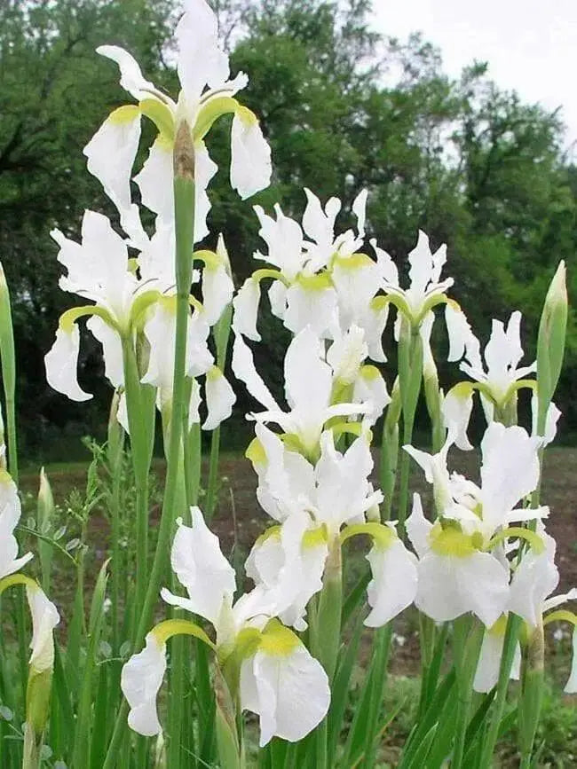 SNOW QUEEN Siberian iris ('Bareroot) ,Perennial FLOWERS - Caribbean garden seed