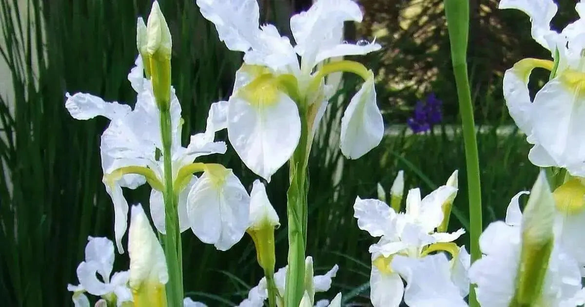 SNOW QUEEN Siberian iris ('Bareroot) ,Perennial FLOWERS - Caribbean garden seed