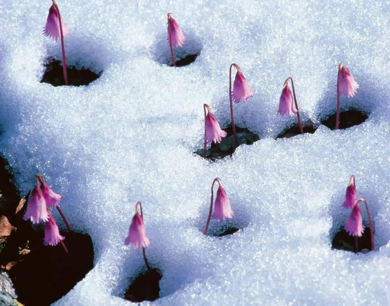 Snowbell Seeds,SOLDANELLA alpina , - VERY RARE ! - Caribbean garden seed