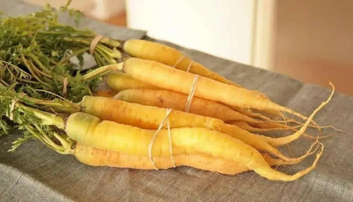 SOLAR Yellow Carrot Seeds  (Daucus carota ) Heirloom Vegetable! - Caribbean garden seed