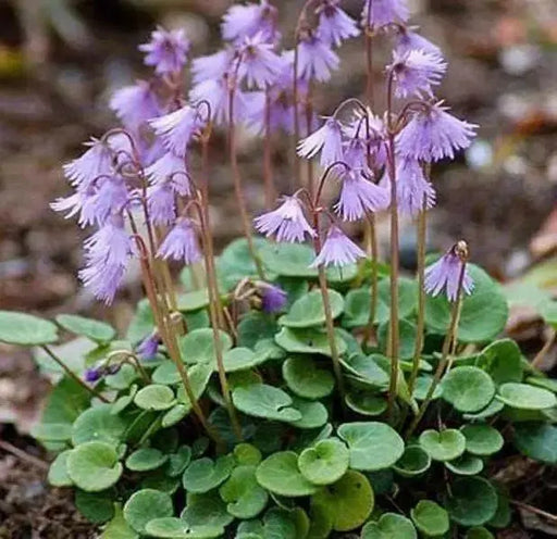 Snowbell Seeds,SOLDANELLA alpina , - VERY RARE ! - Caribbean garden seed