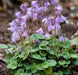 Snowbell Seeds,SOLDANELLA alpina , - VERY RARE ! - Caribbean garden seed