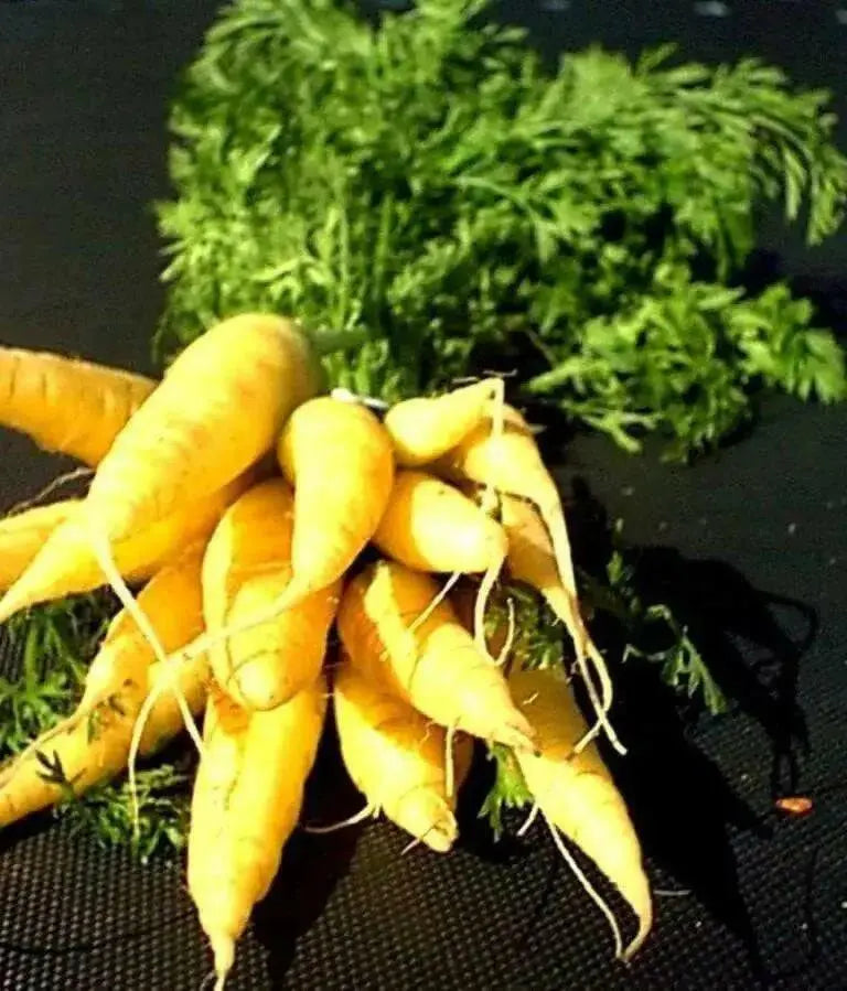 SOLAR Yellow Carrot Seeds  (Daucus carota ) Heirloom Vegetable! - Caribbean garden seed