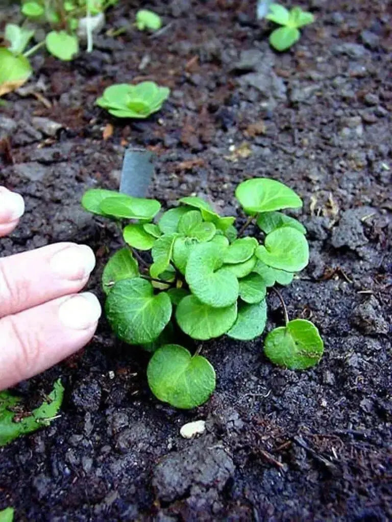Snowbell Seeds,SOLDANELLA alpina , - VERY RARE ! - Caribbean garden seed