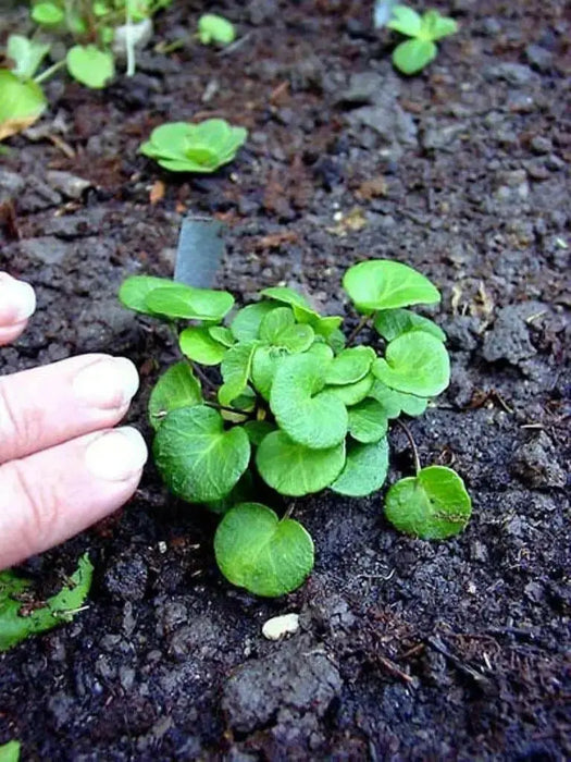 Snowbell Seeds,SOLDANELLA alpina , - VERY RARE ! - Caribbean garden seed