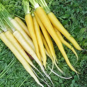 SOLAR Yellow Carrot Seeds  (Daucus carota ) Heirloom Vegetable! - Caribbean garden seed