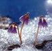 Snowbell Seeds,SOLDANELLA alpina , - VERY RARE ! - Caribbean garden seed