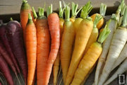 SOLAR Yellow Carrot Seeds  (Daucus carota ) Heirloom Vegetable! - Caribbean garden seed