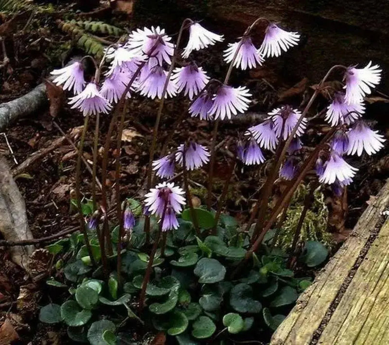 Snowbell Seeds,SOLDANELLA alpina , - VERY RARE ! - Caribbean garden seed