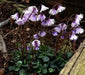 Snowbell Seeds,SOLDANELLA alpina , - VERY RARE ! - Caribbean garden seed