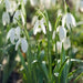 Snowdrop BULBS,Galanthus Woronowii, bloo - Caribbean garden seed