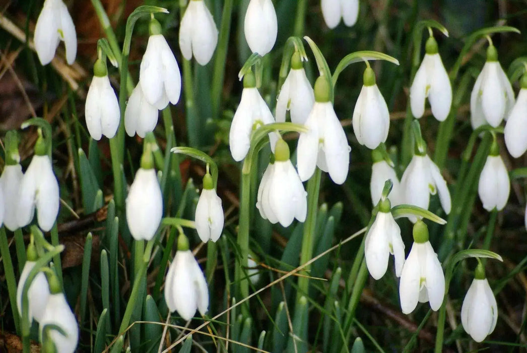 Snowdrop BULBS,Galanthus Woronowii, bloo - Caribbean garden seed