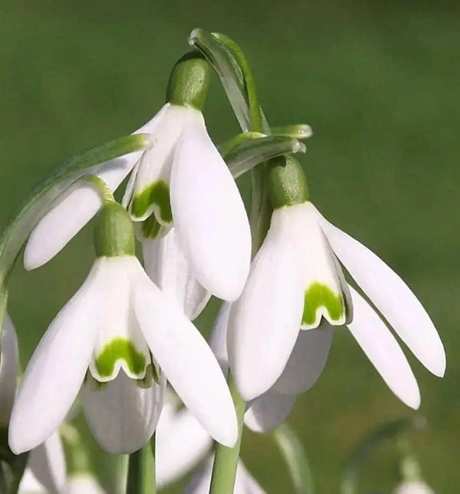 Snowdrop BULBS,Galanthus Woronowii, bloo - Caribbean garden seed