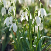 Snowdrop SEEDS, Galanthus nivalis, Perennial Flowers - Caribbean garden seed