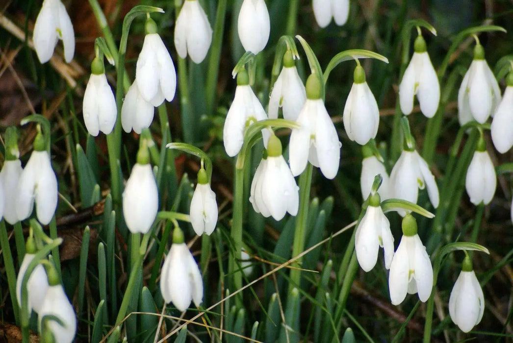 Snowdrop SEEDS, Galanthus nivalis, Perennial Flowers - Caribbean garden seed
