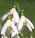 Snowdrop SEEDS, Galanthus nivalis, Perennial Flowers - Caribbean garden seed
