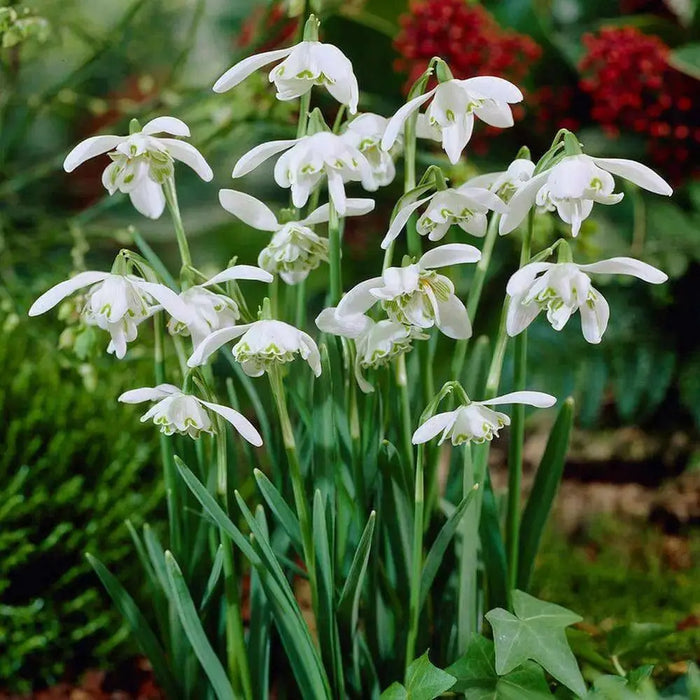 Snowdrop SEEDS, Galanthus nivalis, Perennial Flowers - Caribbean garden seed