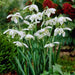 Snowdrop SEEDS, Galanthus nivalis, Perennial Flowers - Caribbean garden seed