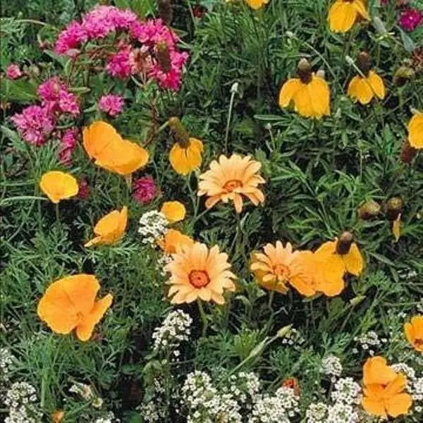 Southwest Wildflower Seed Mix - Caribbean garden seed
