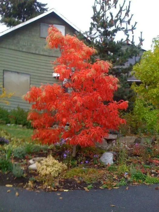Sourwood Tree Seeds , Oxydendrum arboreum - Caribbean garden seed