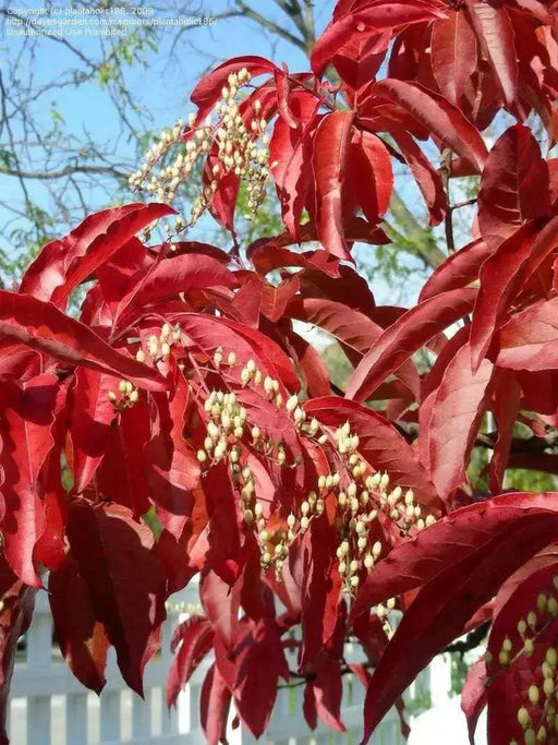 Sourwood Tree Seeds , Oxydendrum arboreum - Caribbean garden seed