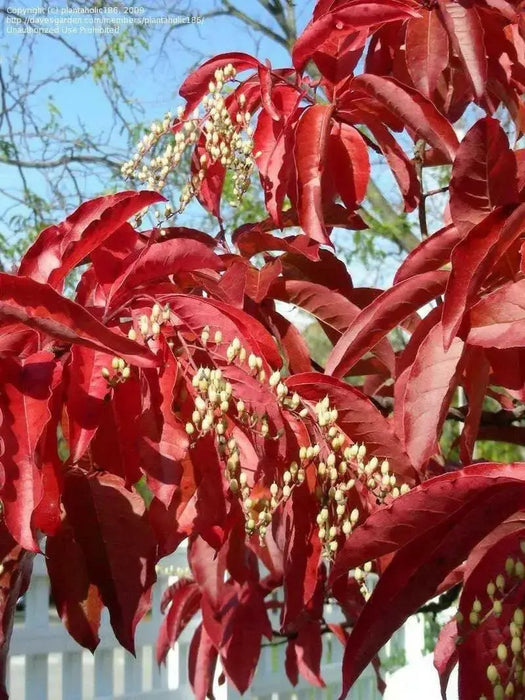 Sourwood Tree Seeds , Oxydendrum arboreum - Caribbean garden seed