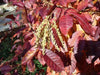 Sourwood Tree Seeds , Oxydendrum arboreum - Caribbean garden seed