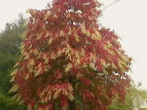 Sourwood Tree Seeds , Oxydendrum arboreum - Caribbean garden seed