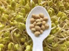 soybean for sprouting, Asian Vegetables - Caribbean garden seed