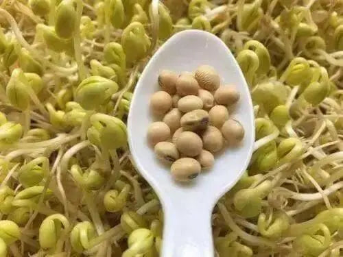 soybean for sprouting, Asian Vegetables - Caribbean garden seed