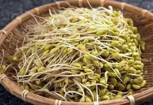 soybean for sprouting, Asian Vegetables - Caribbean garden seed