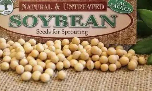 soybean for sprouting, Asian Vegetables - Caribbean garden seed