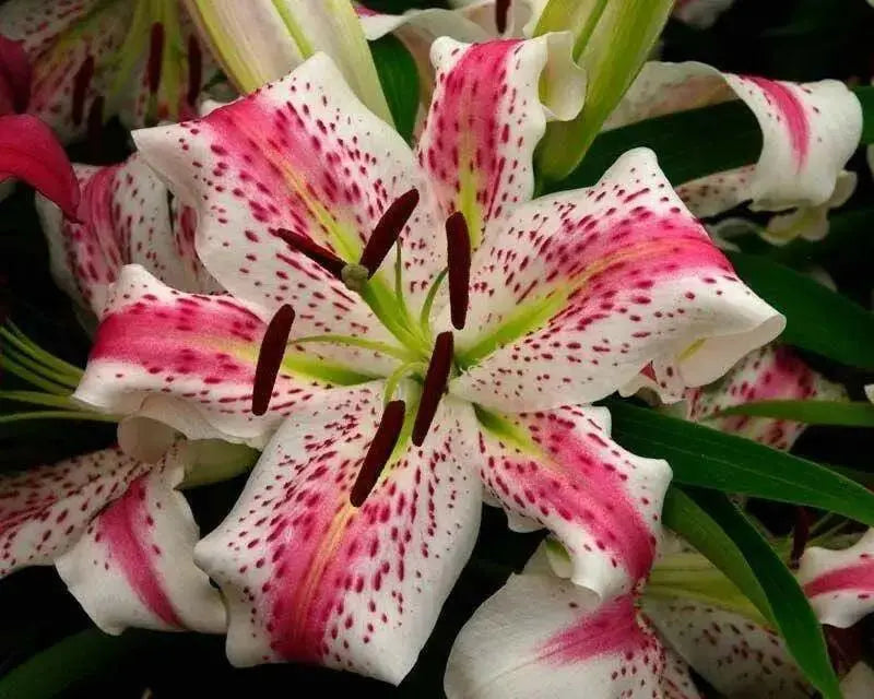 Solution Oriental Lily ( Bulbs) Perennial-Now Shipping ! - Caribbean garden seed