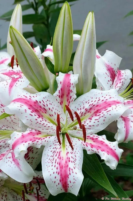 Solution Oriental Lily ( Bulbs) Perennial-Now Shipping ! - Caribbean garden seed