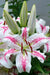 Solution Oriental Lily ( Bulbs) Perennial-Now Shipping ! - Caribbean garden seed