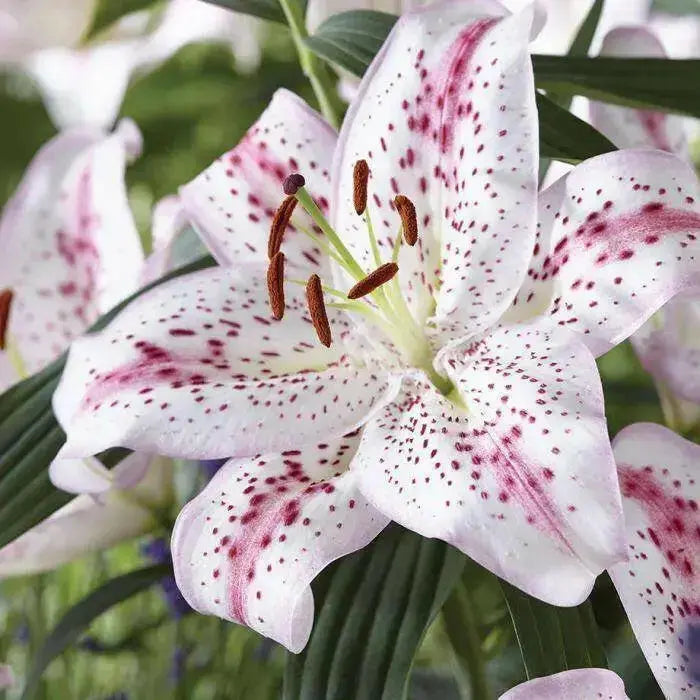 Solution Oriental Lily ( Bulbs) Perennial-Now Shipping ! - Caribbean garden seed