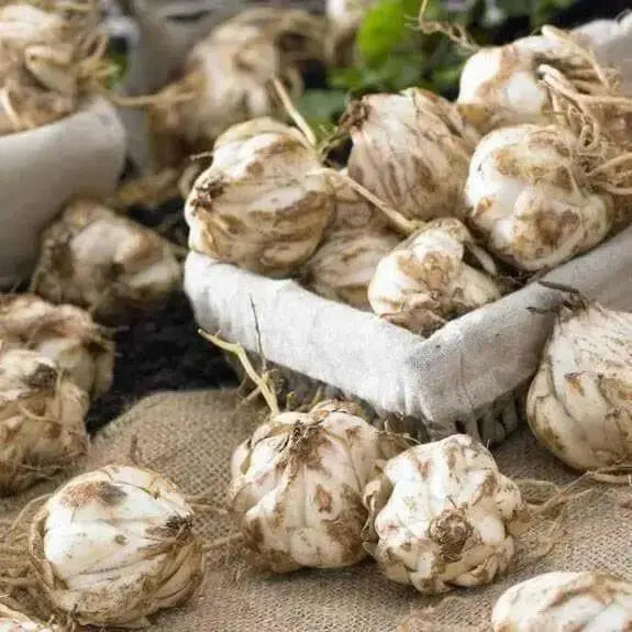 Solution Oriental Lily ( Bulbs) Perennial-Now Shipping ! - Caribbean garden seed