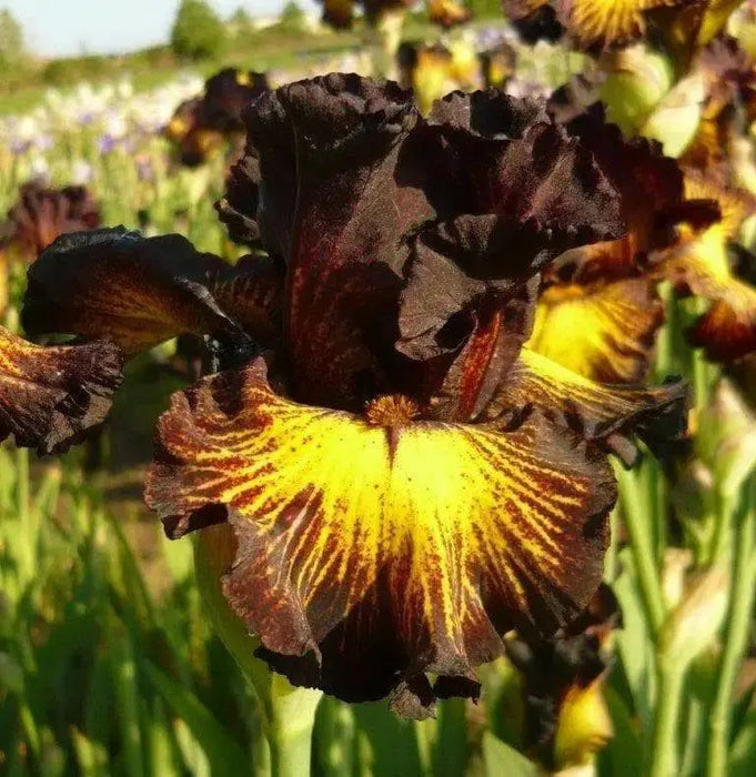 Sorbonne,Tall Bearded Iris, BAREROOT Plants, Iris Germanica - Caribbean garden seed