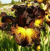 Sorbonne,Tall Bearded Iris, BAREROOT Plants, Iris Germanica - Caribbean garden seed