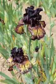 Sorbonne,Tall Bearded Iris, BAREROOT Plants, Iris Germanica - Caribbean garden seed