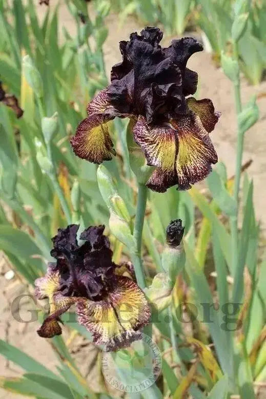 Sorbonne,Tall Bearded Iris, BAREROOT Plants, Iris Germanica - Caribbean garden seed