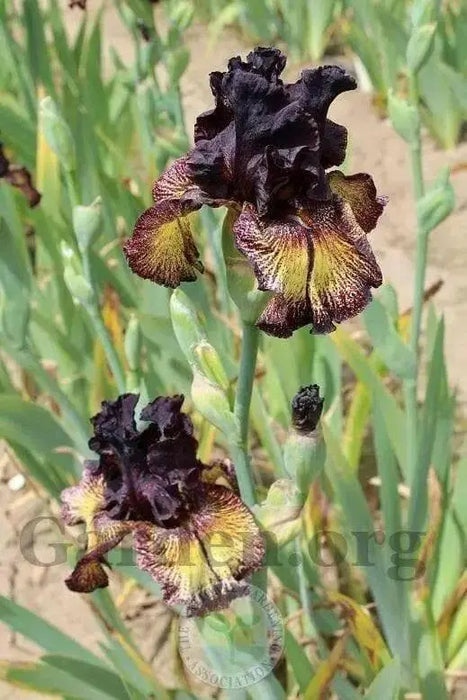 Sorbonne,Tall Bearded Iris, BAREROOT Plants, Iris Germanica - Caribbean garden seed