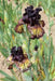 Sorbonne,Tall Bearded Iris, BAREROOT Plants, Iris Germanica - Caribbean garden seed