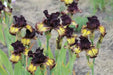 Sorbonne,Tall Bearded Iris, BAREROOT Plants, Iris Germanica - Caribbean garden seed