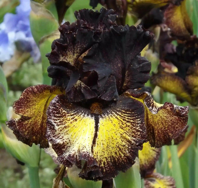 Sorbonne,Tall Bearded Iris, BAREROOT Plants, Iris Germanica - Caribbean garden seed
