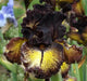 Sorbonne,Tall Bearded Iris, BAREROOT Plants, Iris Germanica - Caribbean garden seed
